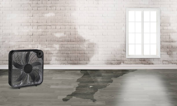 Best Professional water damage repair  in Norridge, IL